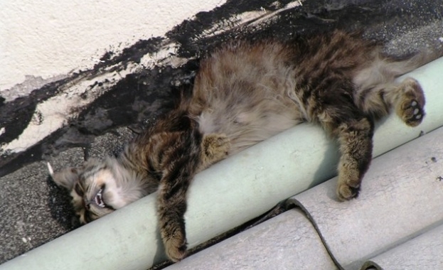 Полицията във Видин разследва случай с мъртва котка съобщиха от