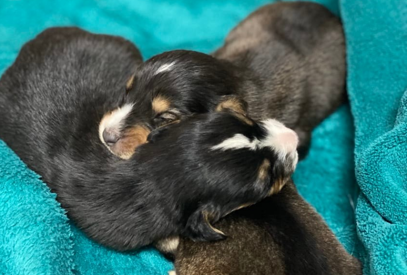 Изоставени кученца във Враца търсят стопани които да дарят с