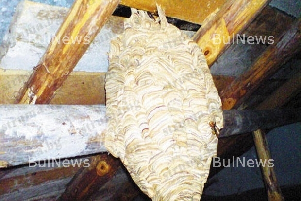 Стършели нападнаха Монтанско