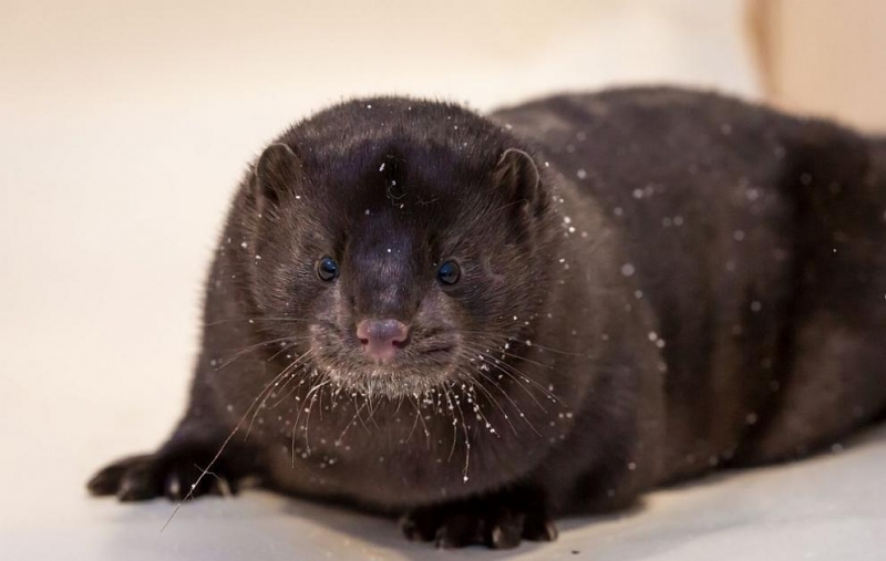 Протест до фермата за норки до село Маджерито готвят граждани