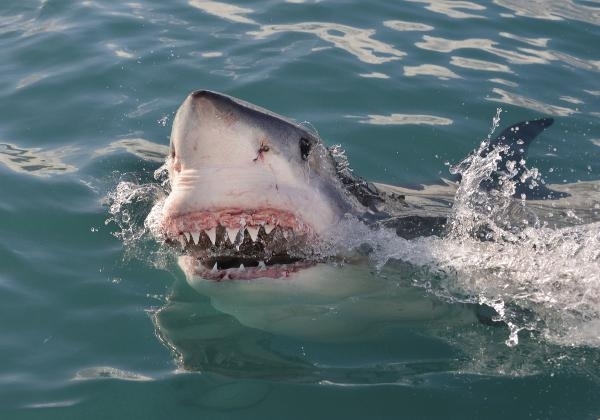 Сърфист оцелял по чудо след нападение на бяла акула край