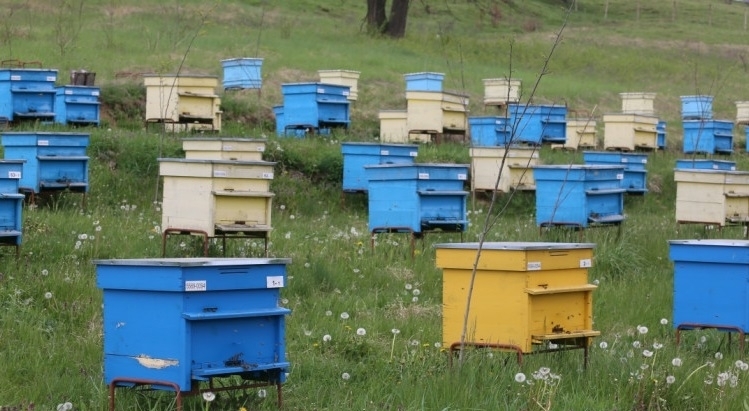 Важно за пчеларите! Предстои пръскане срещу плевели във врачанска местност