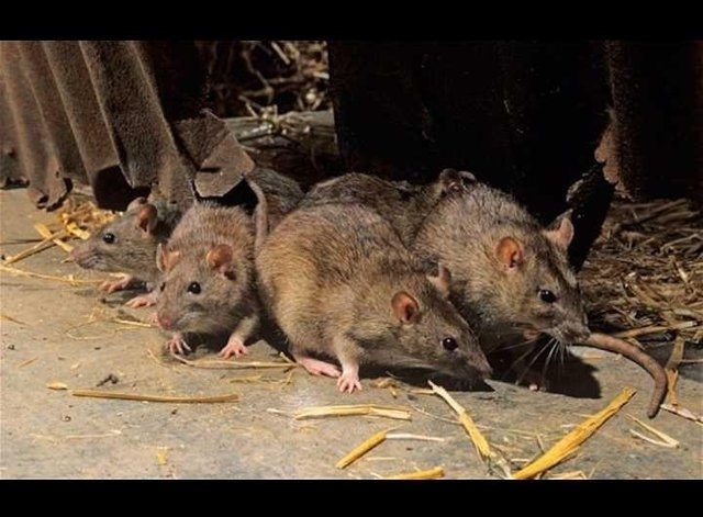 57 годишен мъж от Своге почина след ухапване от плъх Човекът