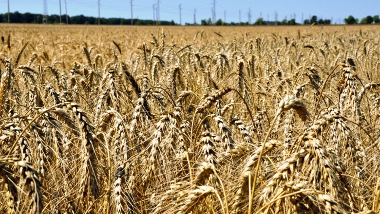 Министерският съвет прие решение за временна забрана за внос на зърнени