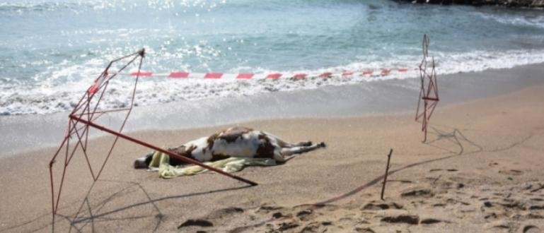 Няколко сигнала за открити трупове на крави по морския бряг
