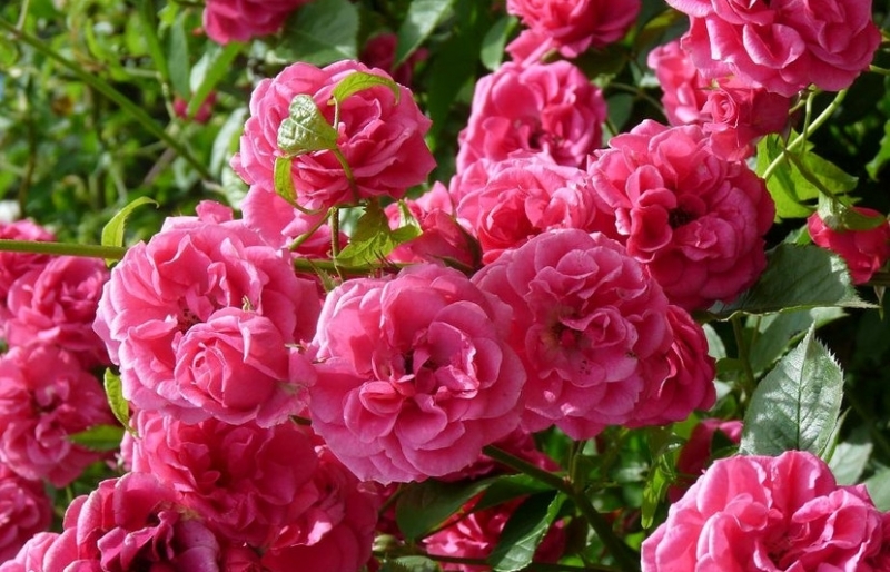 Министерството на земеделието храните и горите търси варианти за подпомагане