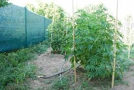 Задържаха около 2 килограма канабис при специализирана полицейска операция в