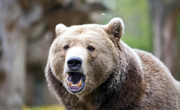 Откриха застреляна в гърдите кафява мечка в землището на самоковското