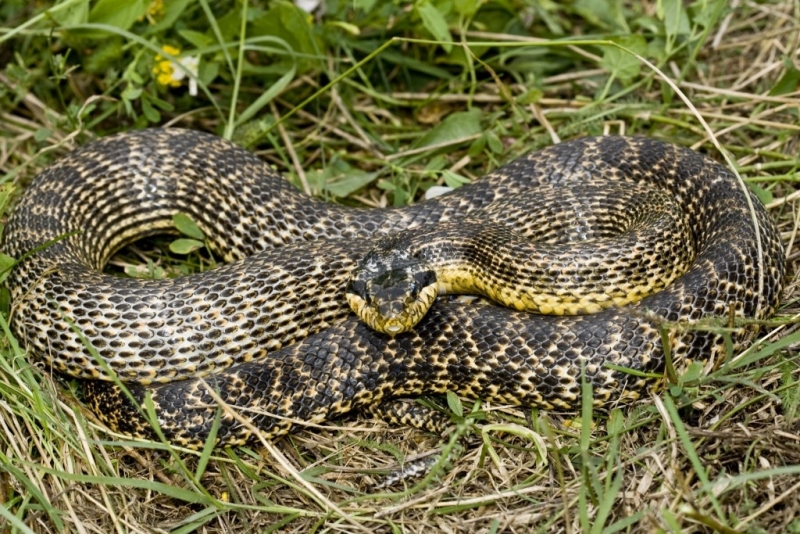 Сериозен ръст на популацията на змии отчитат в Смолянско като