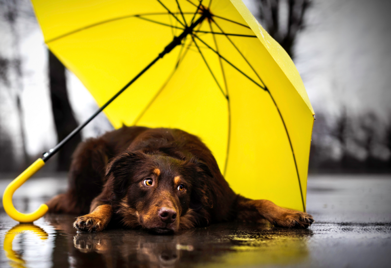 През нощта ще е предимно ясно По значителни временни увеличения на