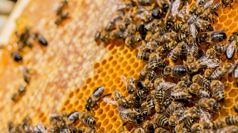 Община Видин уведомява собствениците на пчелни семейства в областния град