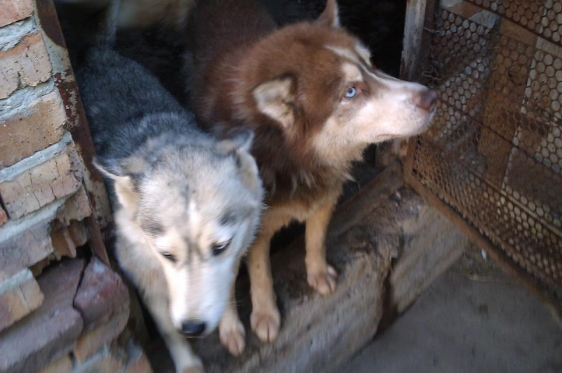 За пореден случай на лошо отношение при отглеждане на кучета