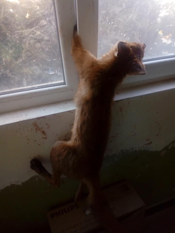 Неочакван и неканен гост изненада жителите на блок на булевард