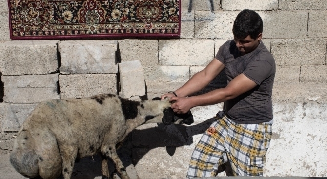 Трима са откраднали агнета от къща в село Малорад съобщиха