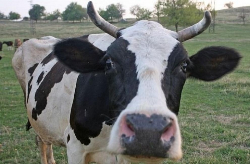 Пенсионер застреля крава на животновъд в центъра на санданското село