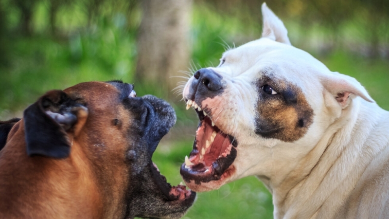 При мащабна акция е преустановено провеждането на нелегални боеве с