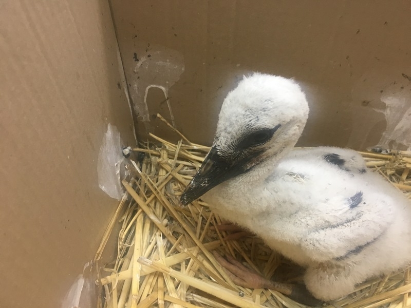 Малко щъркелче паднало от гнездото си в буря край Лом