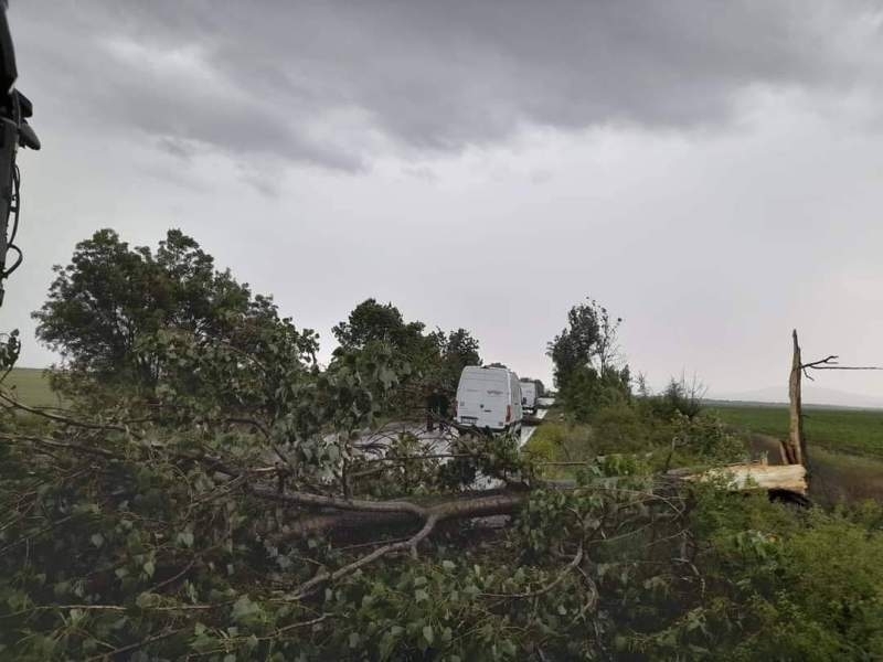 Голямо дърво падна и затвори път в Монтанско научи агенция