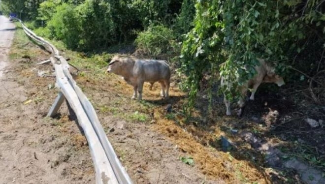 Камион с 50 крави и телета се преобърна в дере