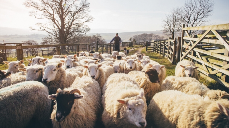 Апаш открадна 85 овце от кошара в Монтанско, съобщават от
