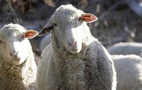 Апаш отмъкнал овца от кошарата на врачанското село Три Кладенци