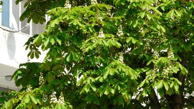 В Мездра по никое време през есента цъфна кестен в така наречената Алея на