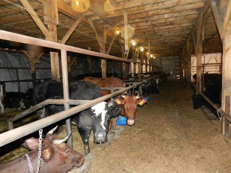 Частен съдебен изпълнител сложи на тезгяха половин краварник във врачанското