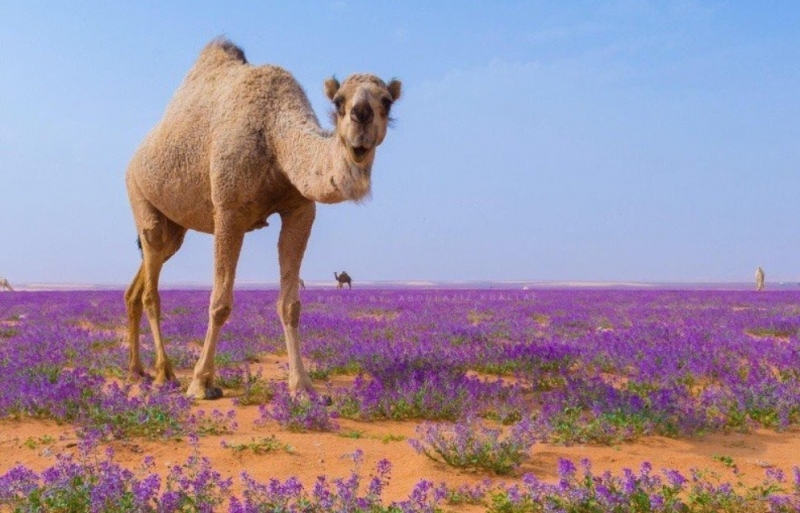 Арабската пустиня цъфна в буквалния смисъл на думата Заради рекордните