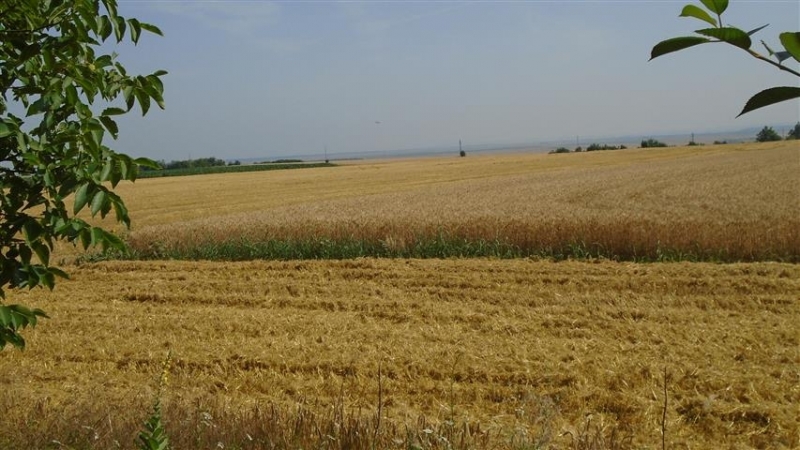 Близо 1300 декара с рапица и пшеница са унищожени от