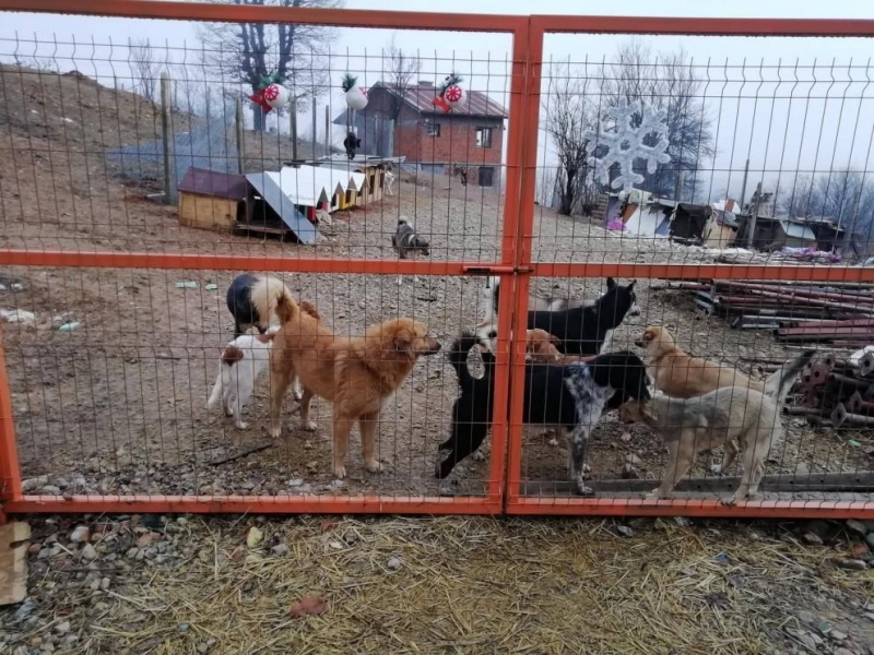 Незаконно построен кучкарник с над 150 кучета тормози жителите на