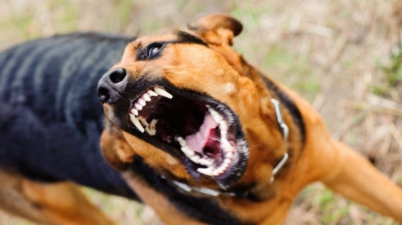 Агресивно куче нападна дете в монтанско село съобщиха от полицията Инцидентът