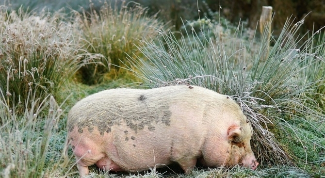 Ново огнище от африканска чума по свинете откриха в Плевенско
