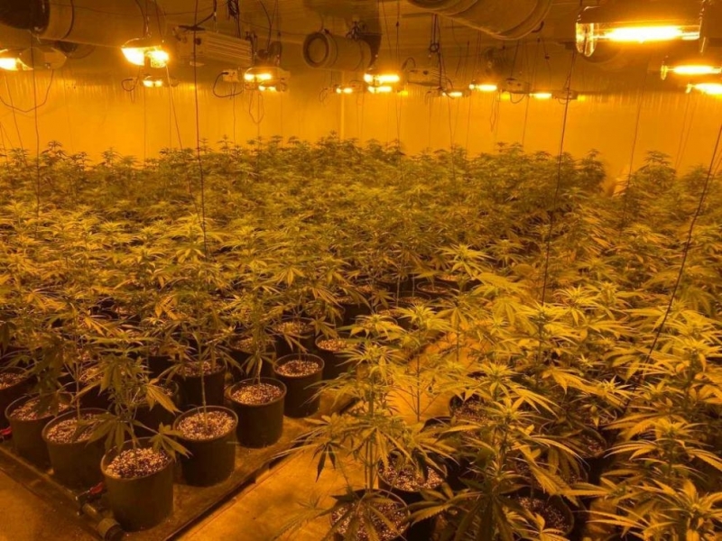 Разкриха високотехнологична наркооранжерия във Варненско съобщиха от МВР Действията са проведени