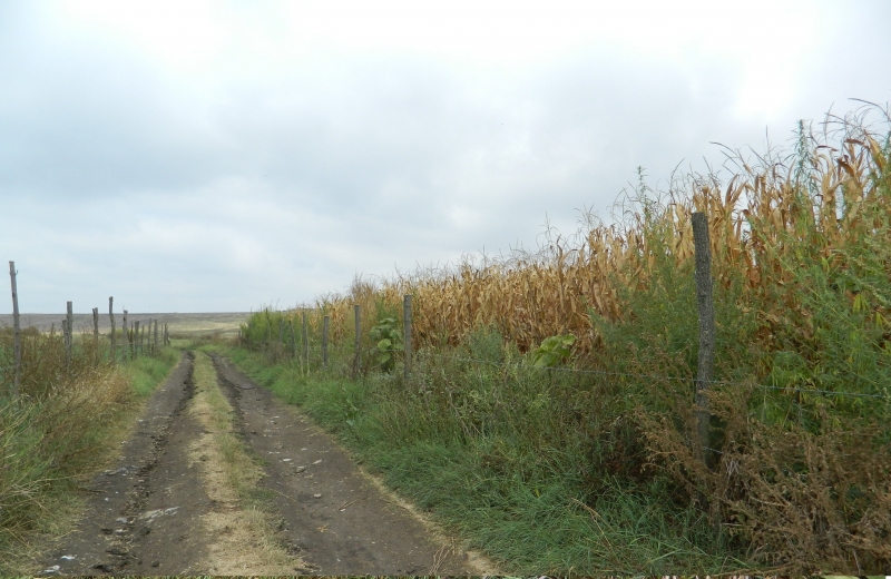 Полицията в Монтана е разбила плантация с канабис съобщиха от