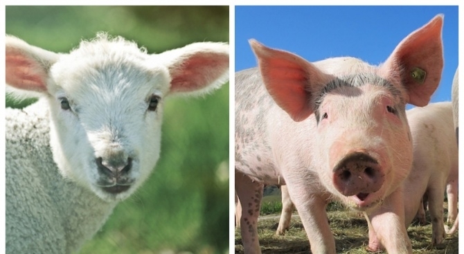 Служители на Агенцията по безопасност на храните конфискуваха агне вместо