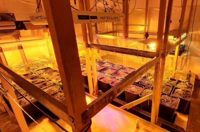 Разбиха наркооранжерия в Кнежа съобщиха от полицията Действията са осъществени