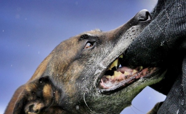 Областната дирекция на полицията във Враца съобщи официална информация за