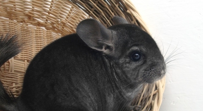 Сърбия започва 2019 г със забрана за фермите за кожи