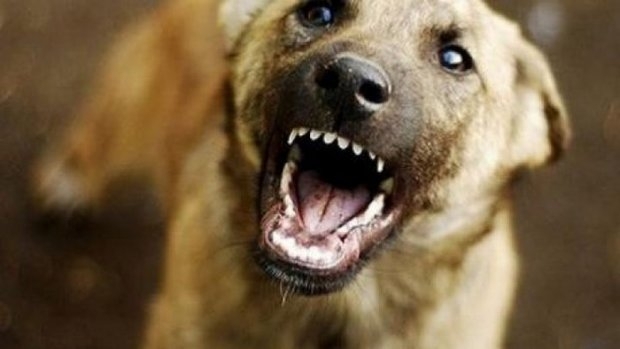 Куче нападна и нахапа дете във Врачанско, това съобщиха от