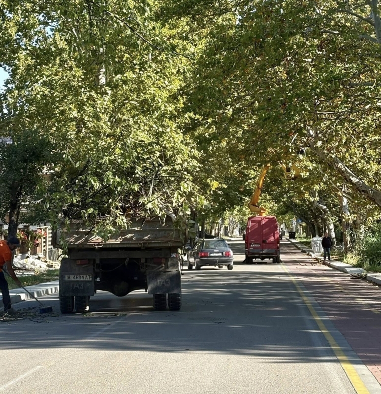 Служители на Община Вършец започнаха премахването на изсъхнали клони и