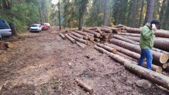 В крачка! Горски и полицаи заловиха петима гладни младежи, отсекли 12 кубика дърва във Видинско
