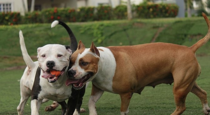 Хората които искат да отглеждат питбули и ротвайлери да преминават