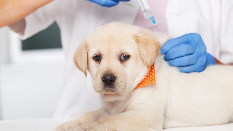 Научният институт на Росселхознадзор започна да произвежда ваксината Карнивак Ков за