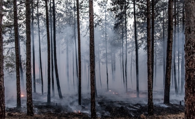 И това лято основната причина за пожарите особено в горите