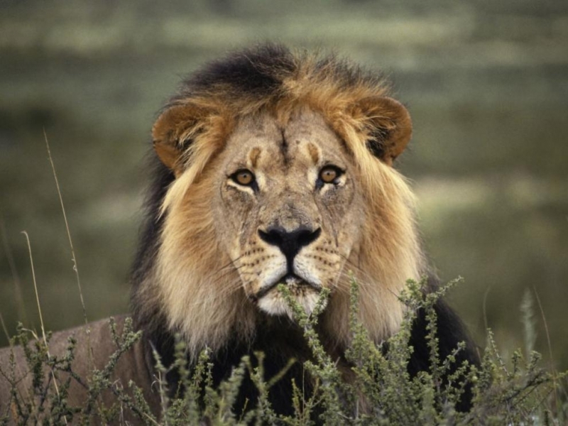 Зоологическата градина в Брюксел бе евакуирана след като лъв избяга от клетката си По