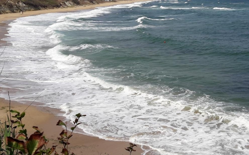 Два мъртви делфина изхвърли морето в Бургас Единият е открит