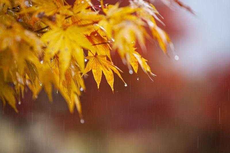 Облачно и дъждовно време в последния работен ден от седмицата