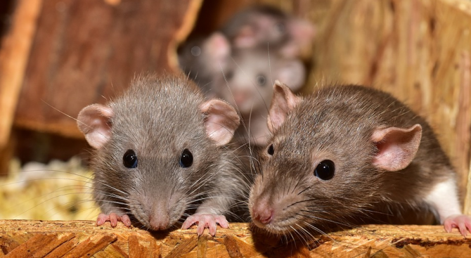 От полицейски склад в аржентинския град Пилар са изчезнали 540