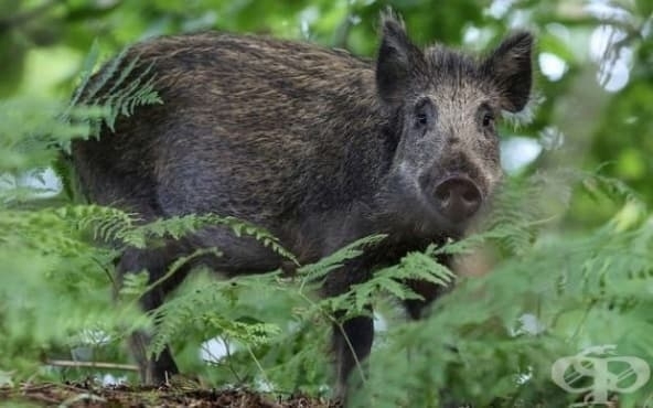 Сигнал за намерени трупове на диви свине е подаден снощи