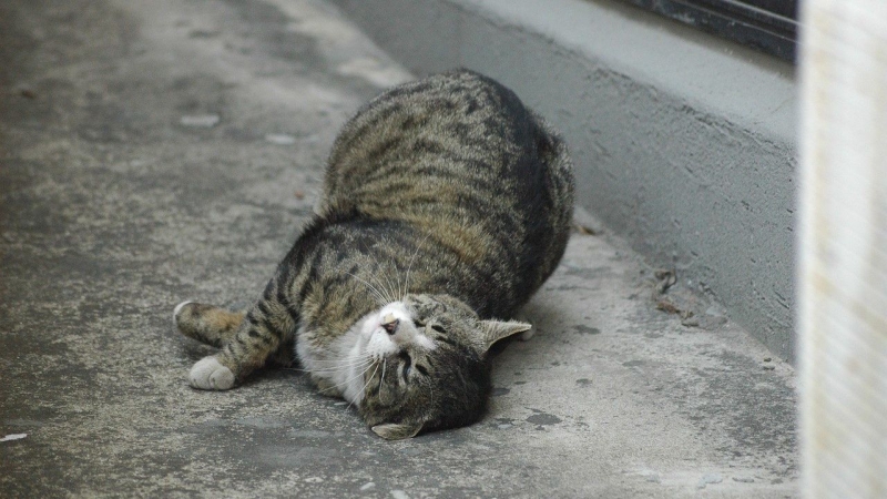 Разследват убийство на котка във видинско село